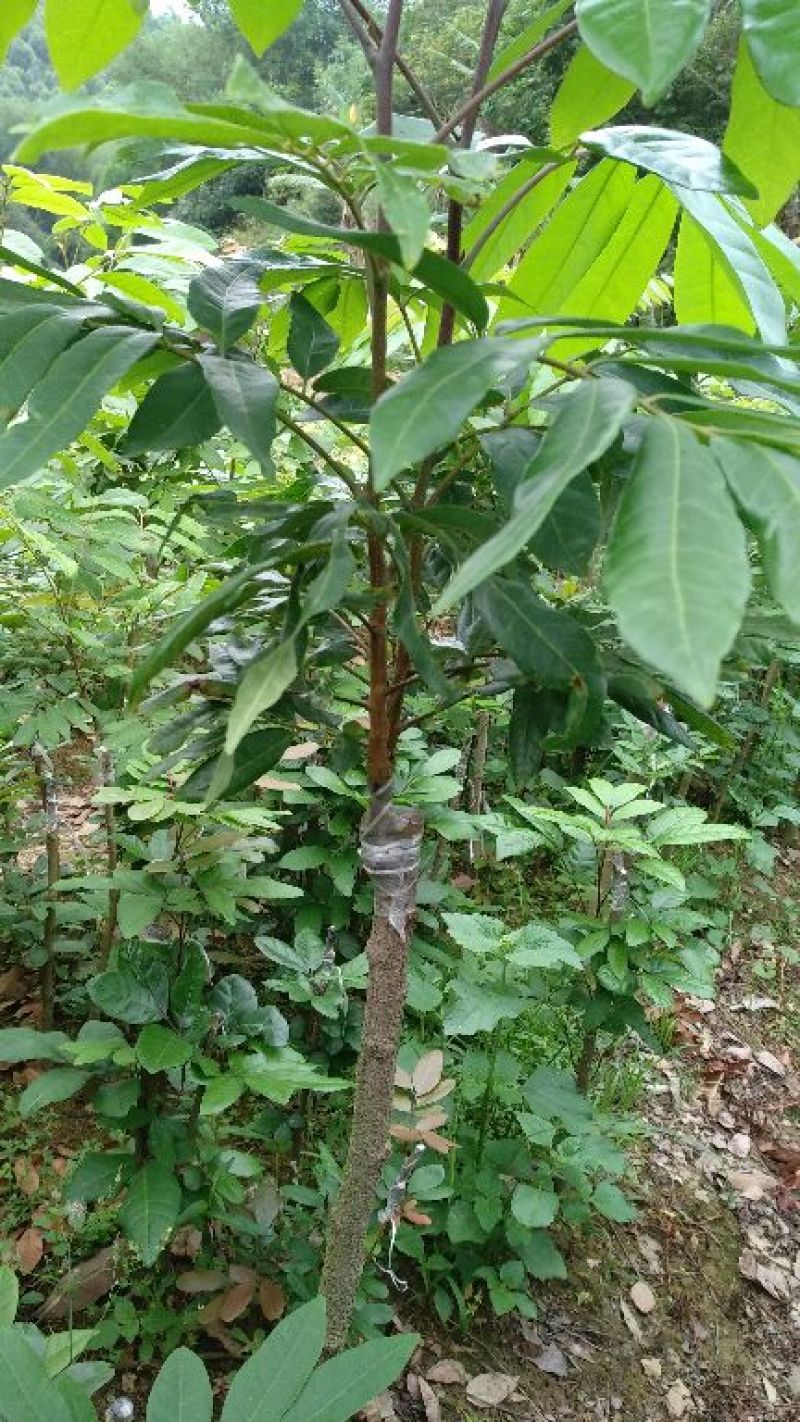 龙眼树苗50~80cm