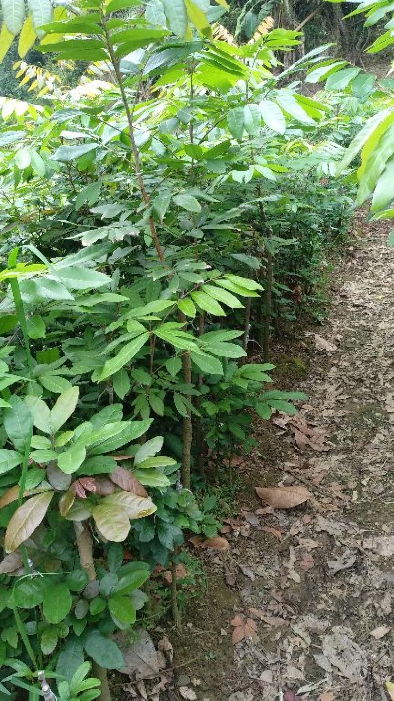 龙眼树苗50~80cm
