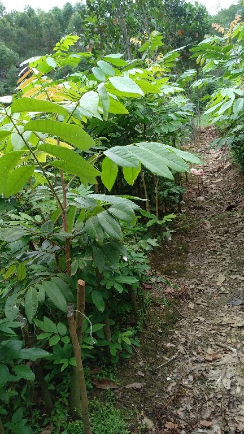 龙眼树苗50~80cm