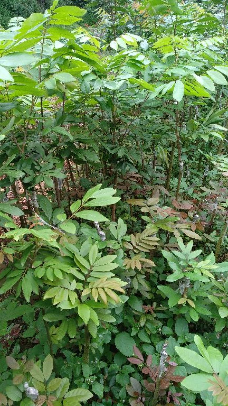 龙眼树苗50~80cm