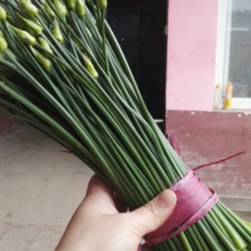 韭菜苔当天现採，新鲜脆嫩，产地直发，一件代发，大量批发！