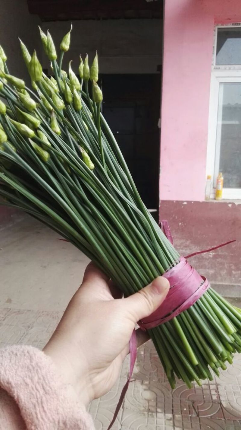 韭菜苔当天现採，新鲜脆嫩，产地直发，一件代发，大量批发！