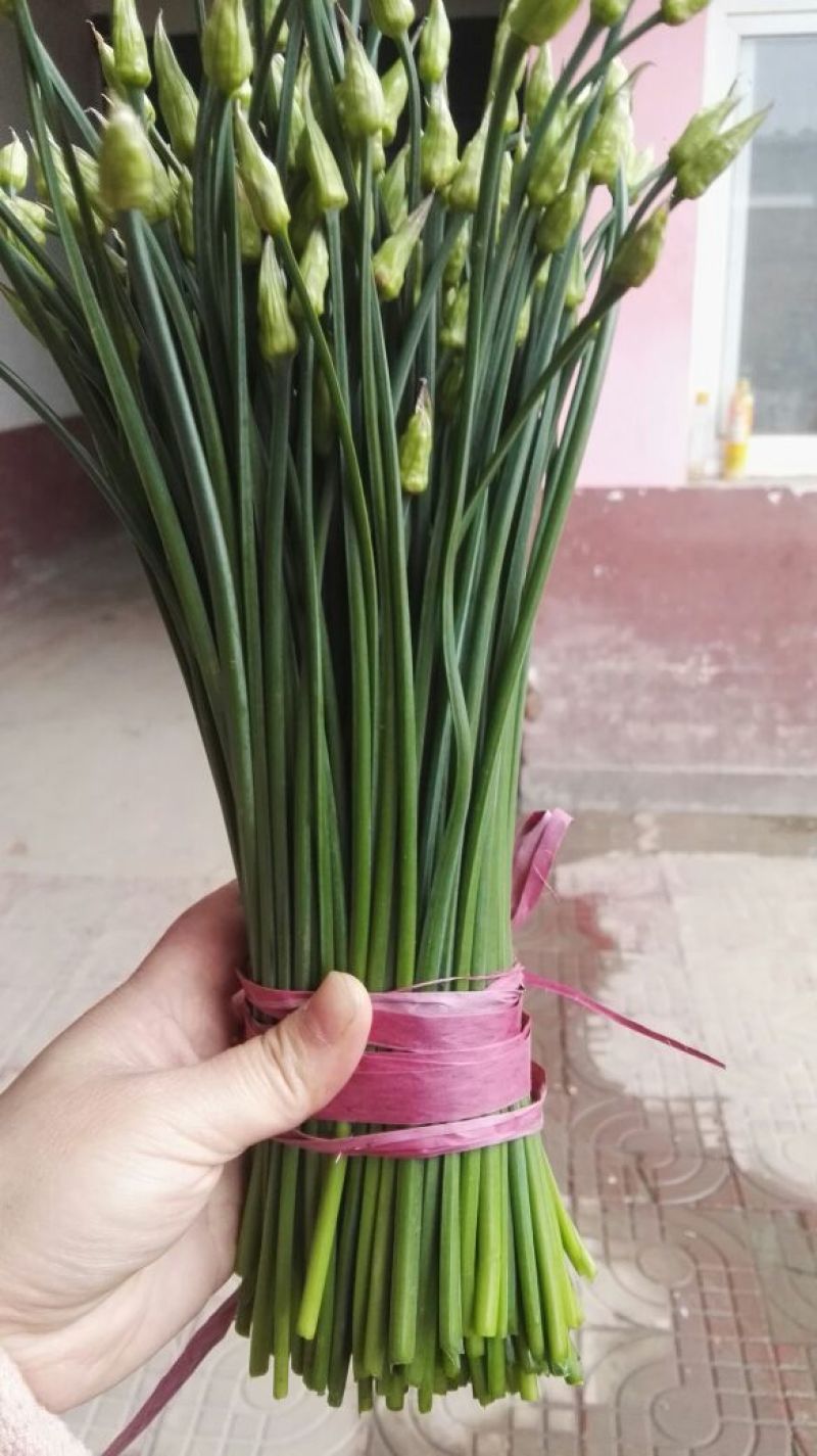 韭菜苔当天现採，新鲜脆嫩，产地直发，一件代发，大量批发！