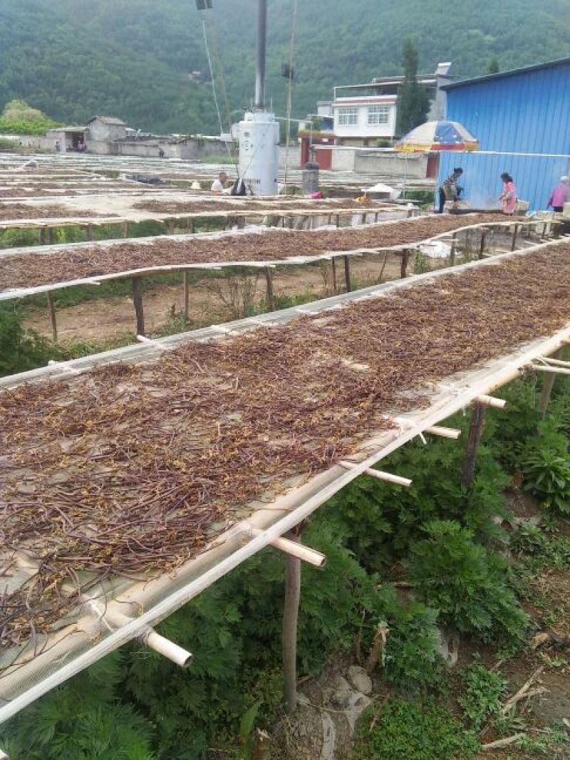 10kg一箱精品优质蕨菜干特产出口日本韩国级特价包邮批价
