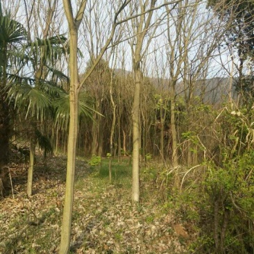 无患子树，九江诚信苗木欢迎全国各地老板来电咨询。