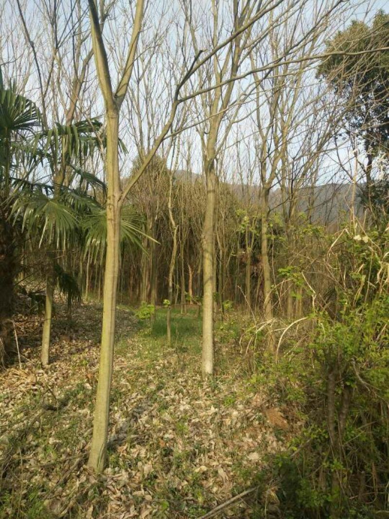 无患子树，九江诚信苗木欢迎全国各地老板来电咨询。