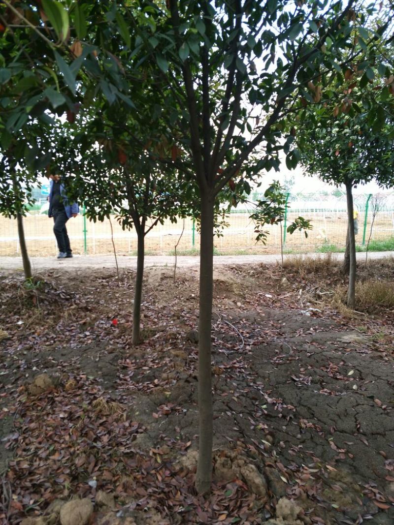 高杆红叶石楠