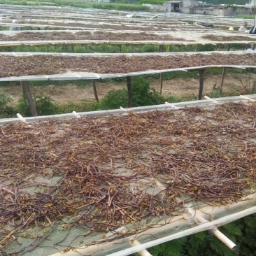 蕨菜山野菜龙爪菜，拳菜