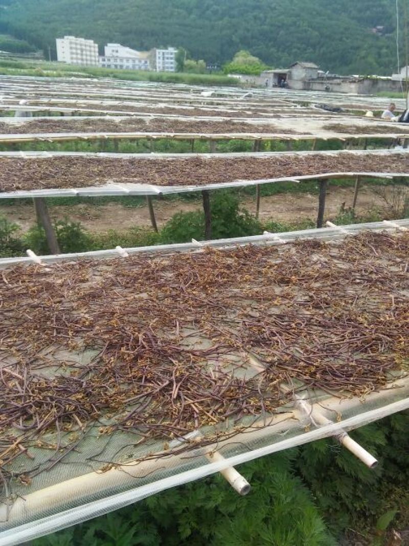 蕨菜山野菜龙爪菜，拳菜