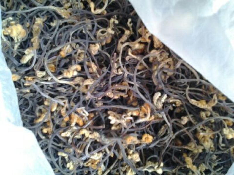 蕨菜山野菜龙爪菜，拳菜