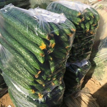 密刺黄瓜干花带刺25公分以上量大货源充足