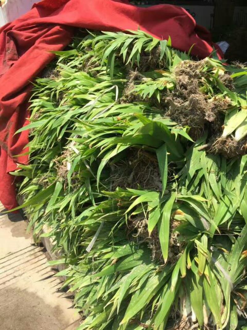 蝴蝶兰苗30~50cm