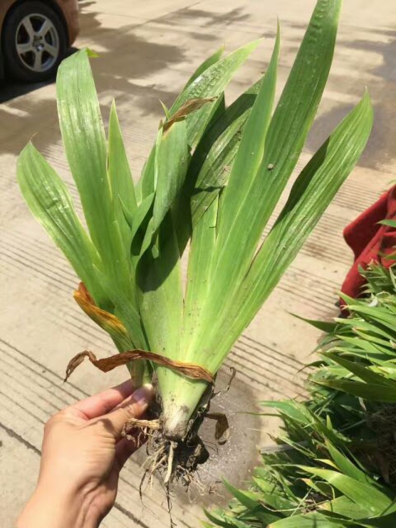 蝴蝶兰苗30~50cm