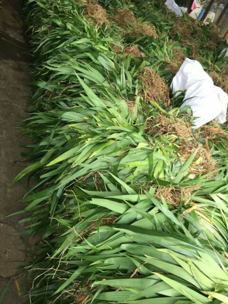 蝴蝶兰苗30~50cm