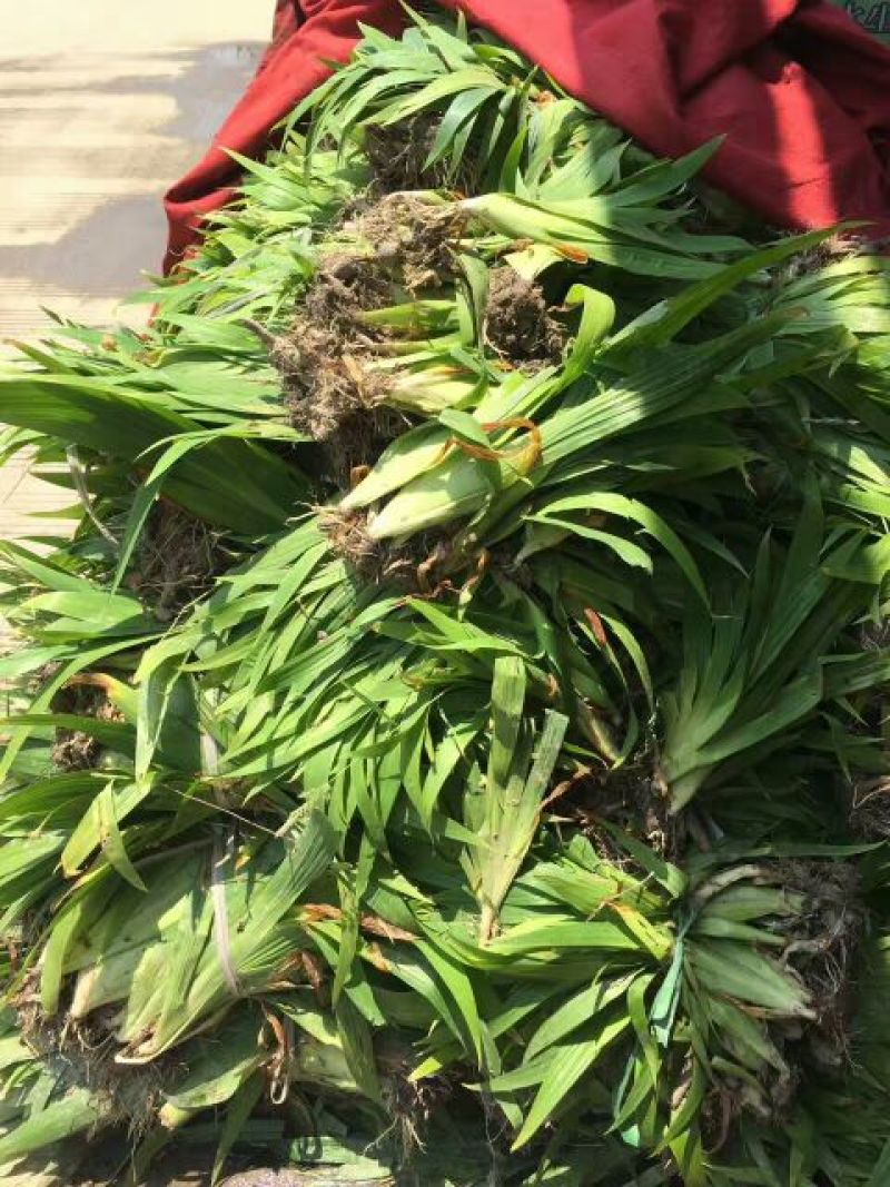 蝴蝶兰苗30~50cm