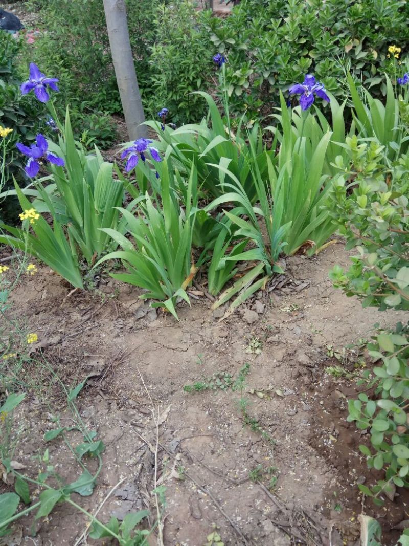 蝴蝶兰苗30~50cm