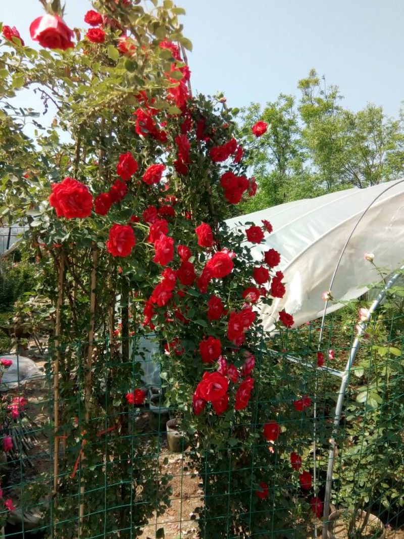 欧洲月季80cm以上