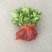 八仙花种苗