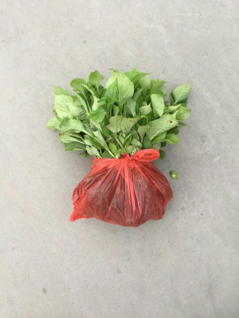 八仙花种苗