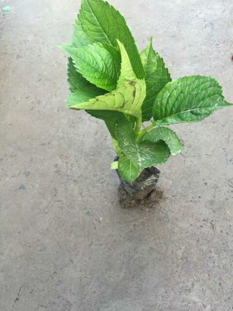 八仙花种苗