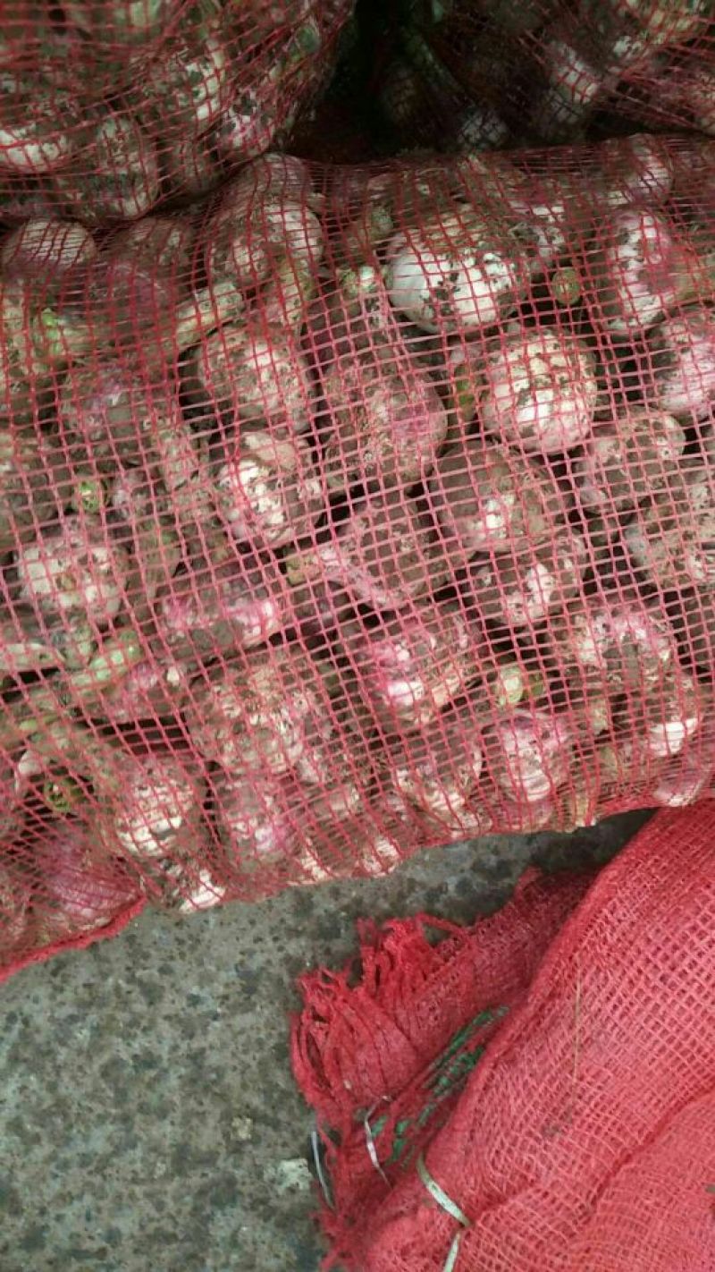 【精品】河南大蒜中牟大蒜紫皮大蒜产地直供保质保量!