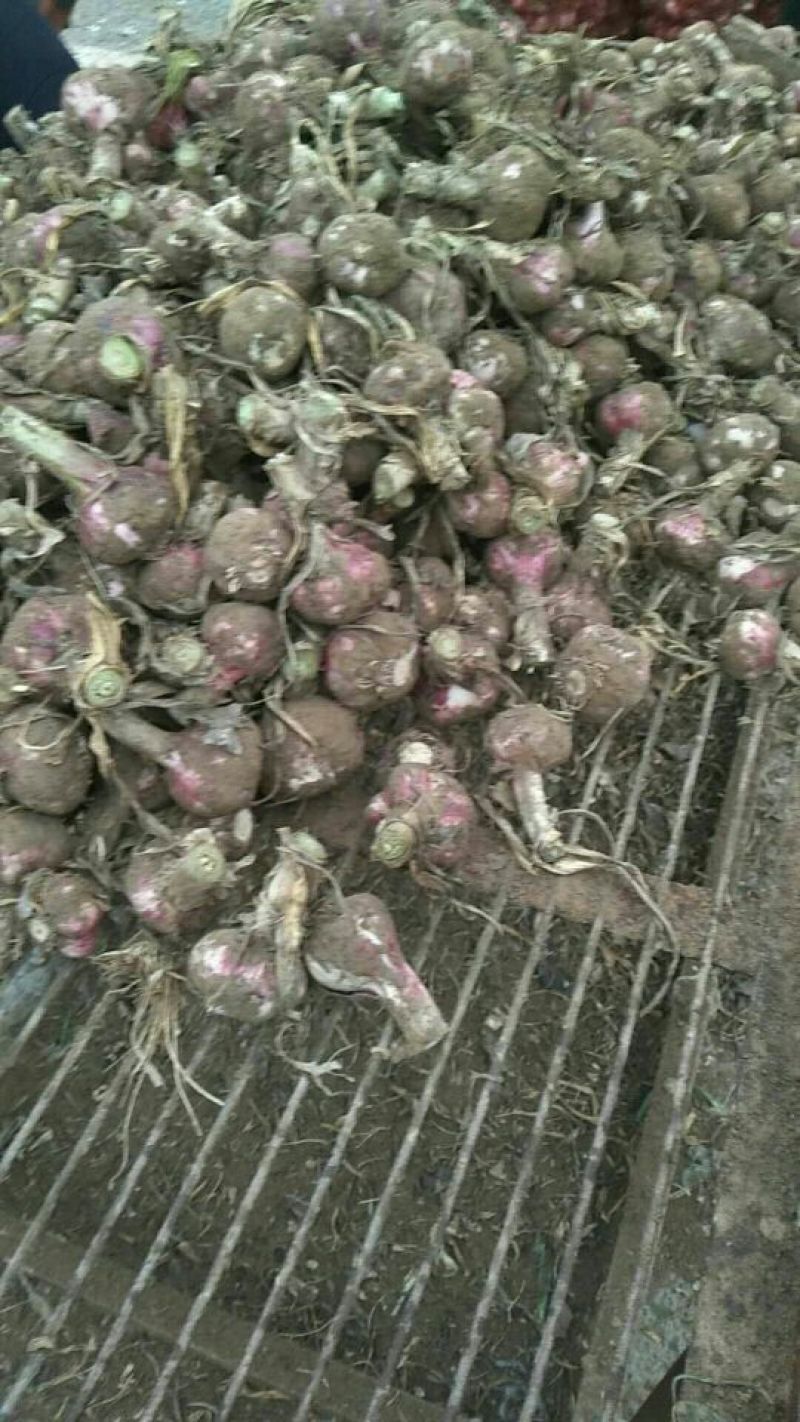 【精品】河南大蒜中牟大蒜紫皮大蒜产地直供保质保量!