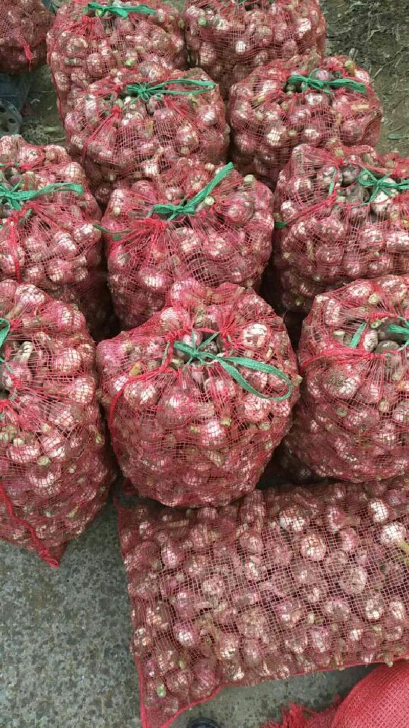 【精品】河南大蒜中牟大蒜紫皮大蒜产地直供保质保量!