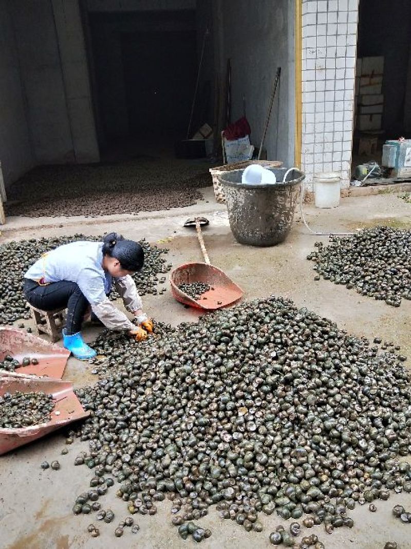 中华圆田螺食用鲜活