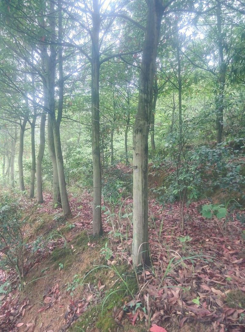 中华杜英
