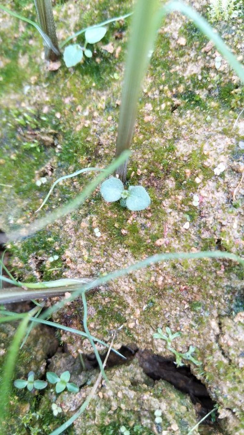 野蚕豆野蚕豆种子