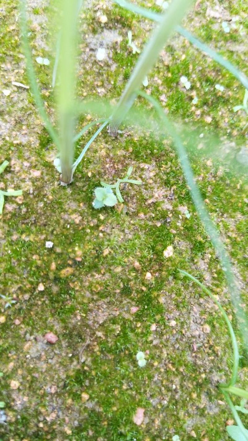 野蚕豆野蚕豆种子