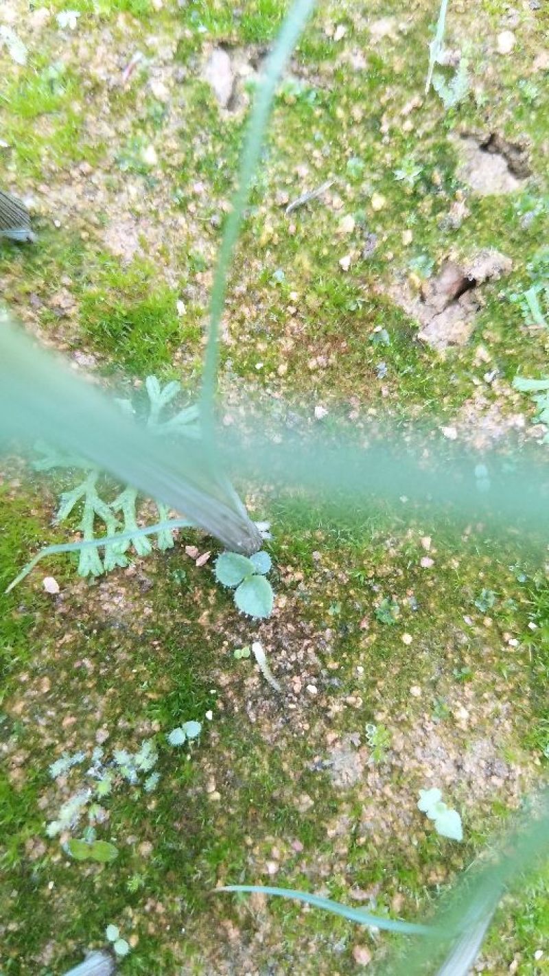 野蚕豆野蚕豆种子