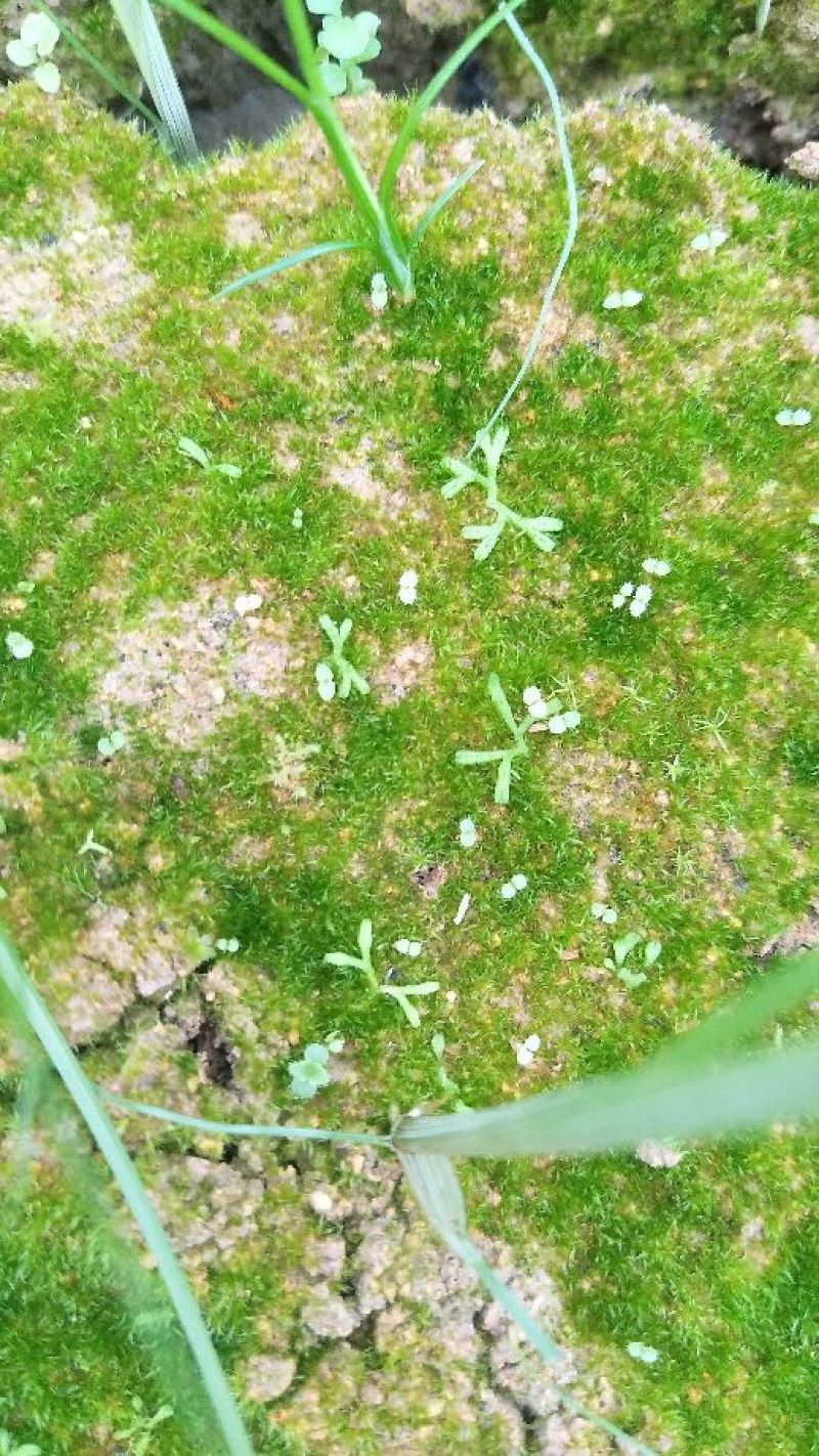 野蚕豆野蚕豆种子
