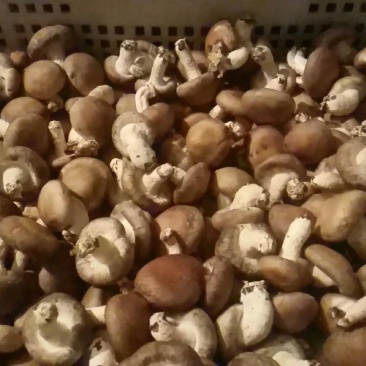 鲜香菇鲜货3~3.5cm不开伞2%