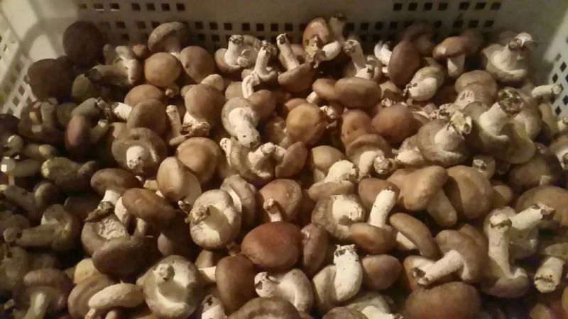 鲜香菇鲜货3~3.5cm不开伞2%