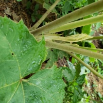 通草苗