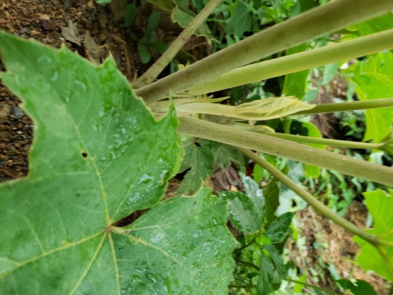 通草苗