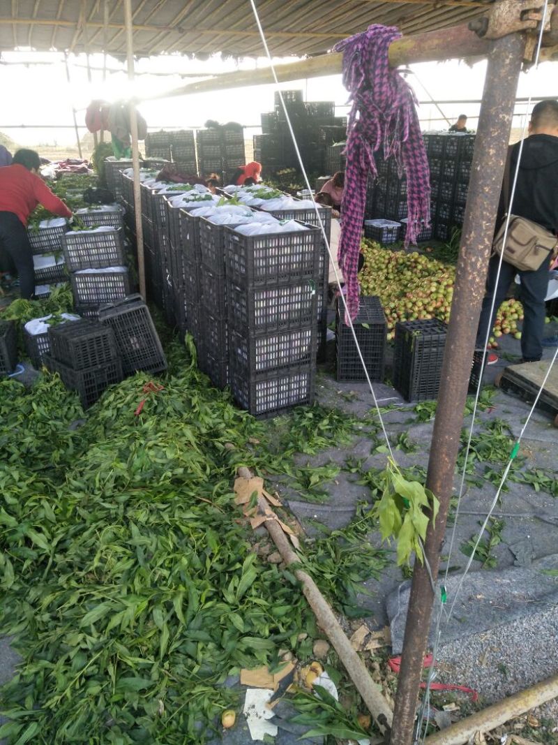 油桃3两以上