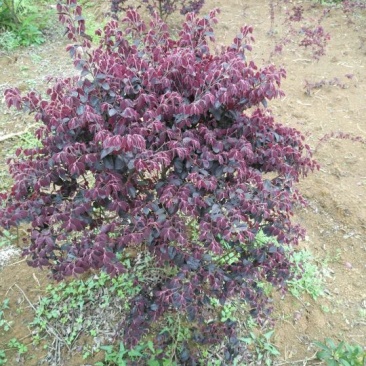 红花继木树桩红花继木毛球