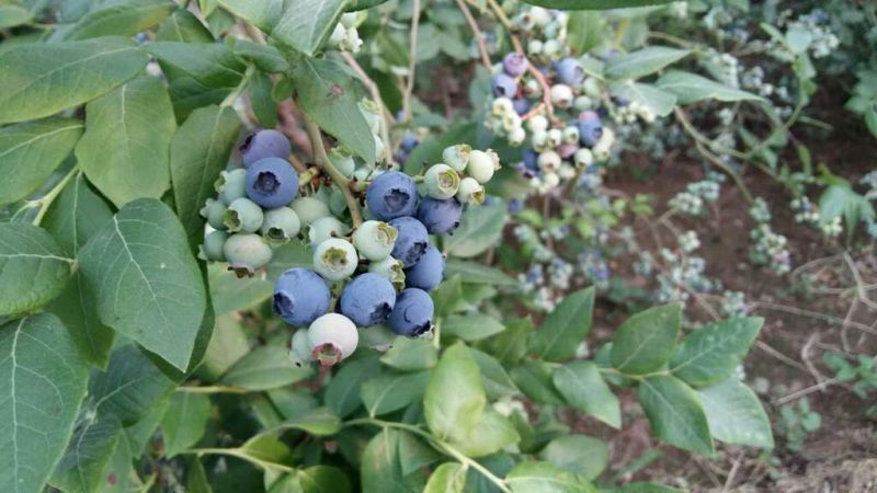 蓝莓树果苗盆栽当年结果四季阳台庭院地栽南北方特大水果树苗