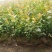 蓝莓树果苗盆栽当年结果四季阳台庭院地栽南北方特大水果树苗