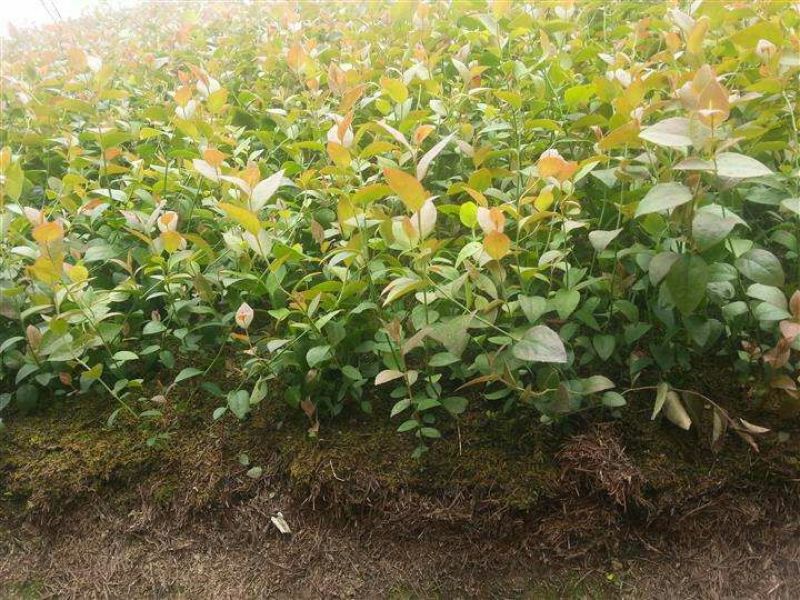 蓝莓树果苗盆栽当年结果四季阳台庭院地栽南北方特大水果树苗