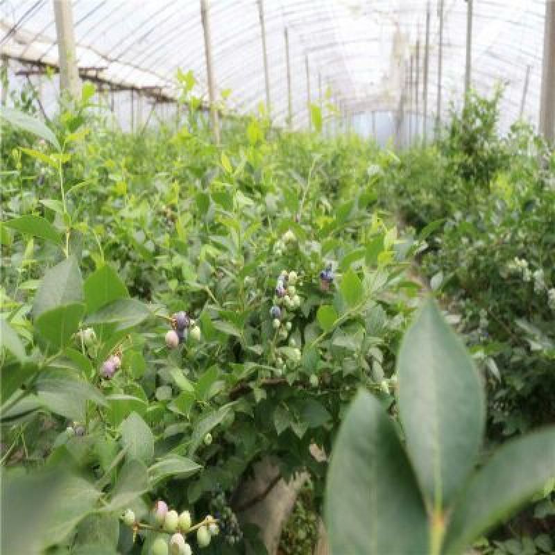 蓝莓树果苗盆栽当年结果四季阳台庭院地栽南北方特大水果树苗