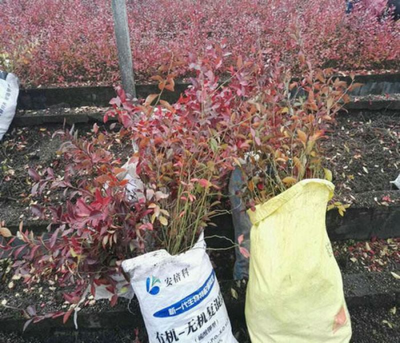 蓝莓树果苗盆栽当年结果四季阳台庭院地栽南北方特大水果树苗