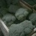 秋季西兰花耐寒**产地直供货源充足