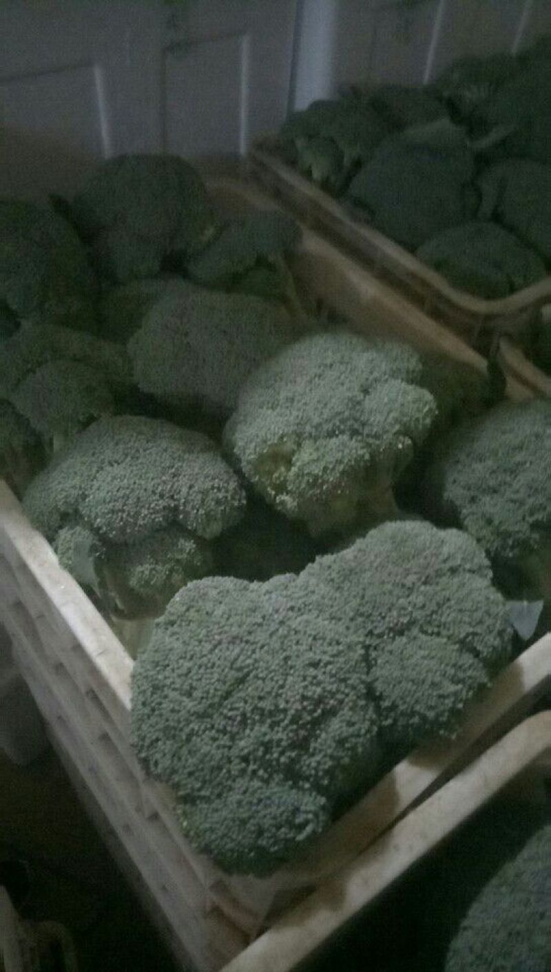 秋季西兰花耐寒**产地直供货源充足