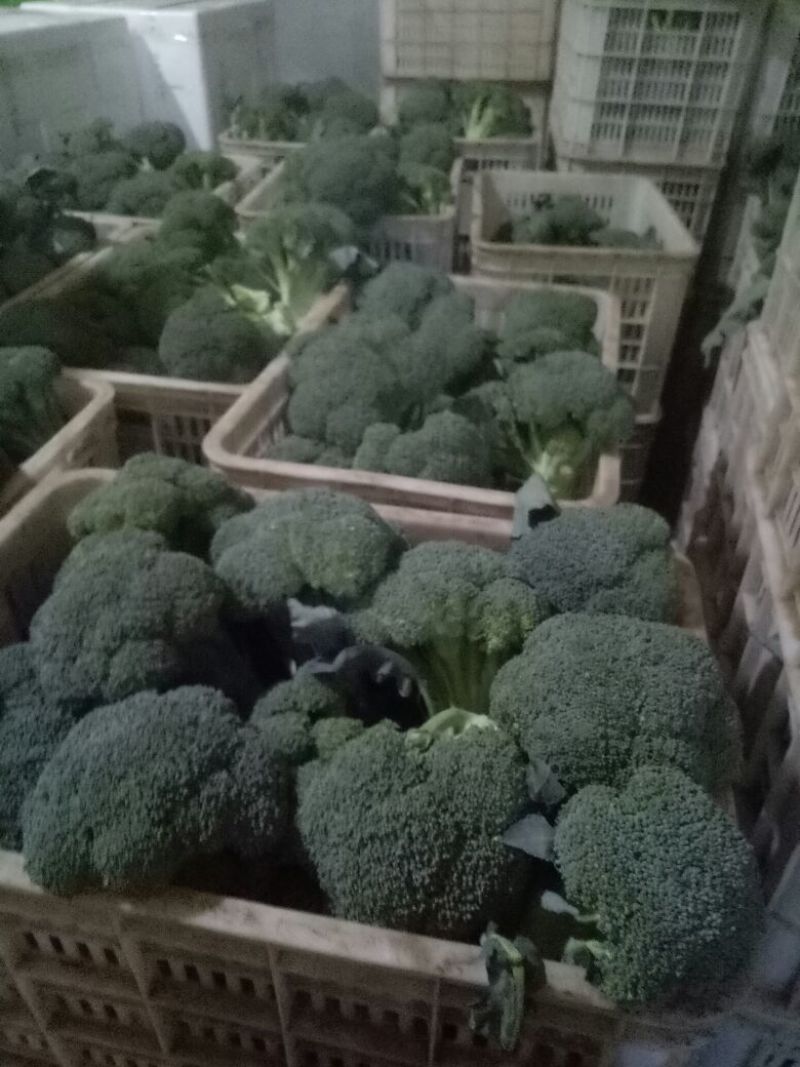 秋季西兰花耐寒**产地直供货源充足