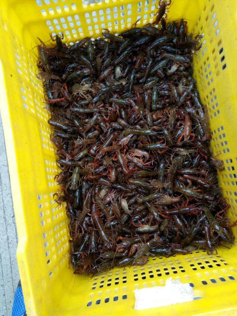 《推荐》桂林本地小龙虾苗，精品大量上市规格齐全欢迎咨询