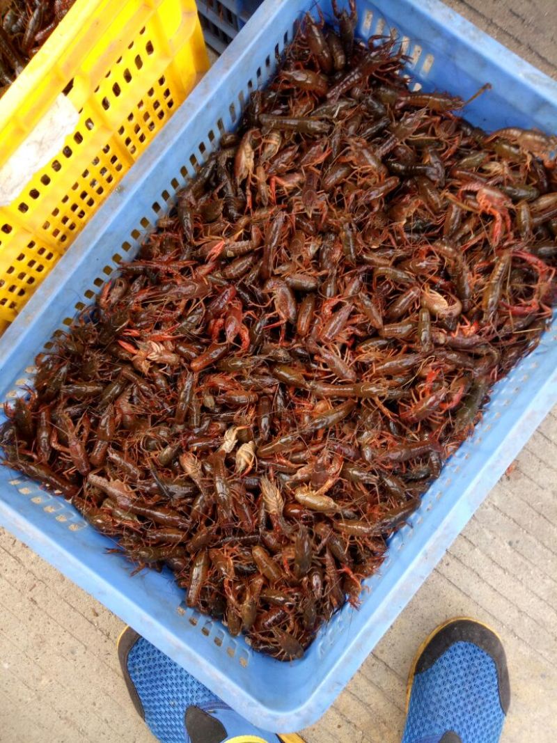 《推荐》桂林本地小龙虾苗，精品大量上市规格齐全欢迎咨询