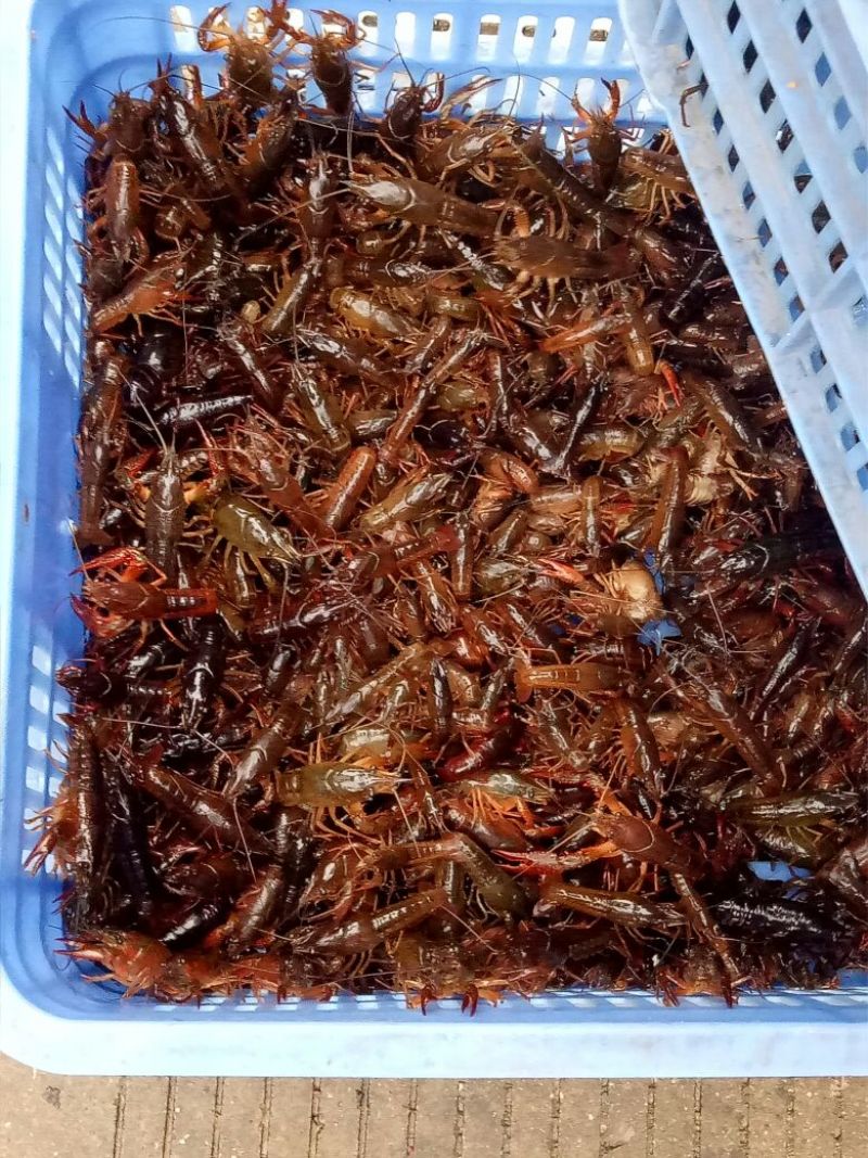 《推荐》桂林本地小龙虾苗，精品大量上市规格齐全欢迎咨询